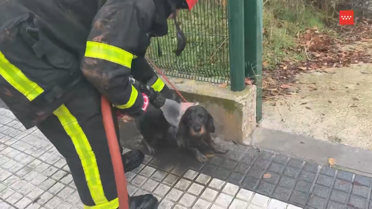 Bomberos rescatan a perro Brownie atrapado en desagüe en Majadahonda
