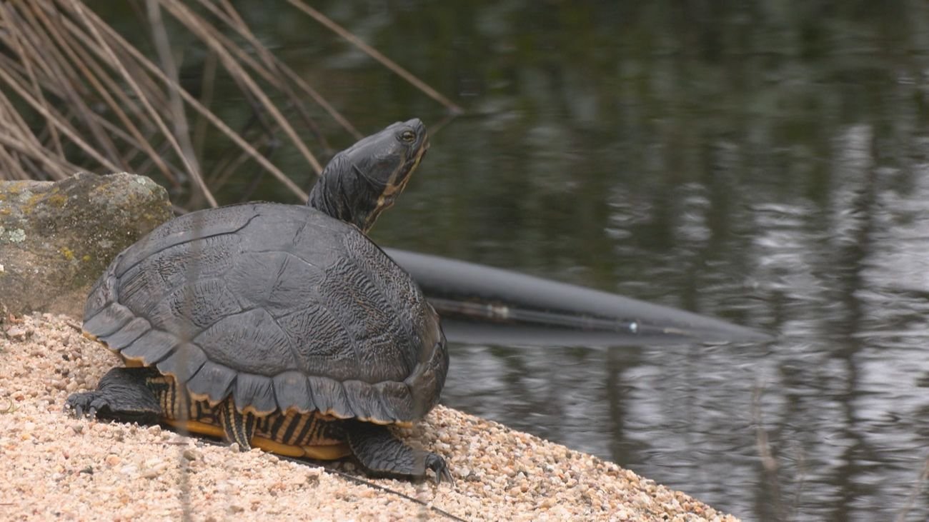 GREFA celebra 45 años con más de 120,000 animales salvajes autóctonos atendidos