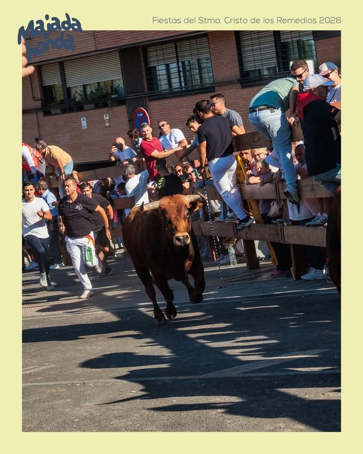 Nuevo encierro y suelta de reses marcan la mañana del domingo en las Fiestas de Majadahonda 2026